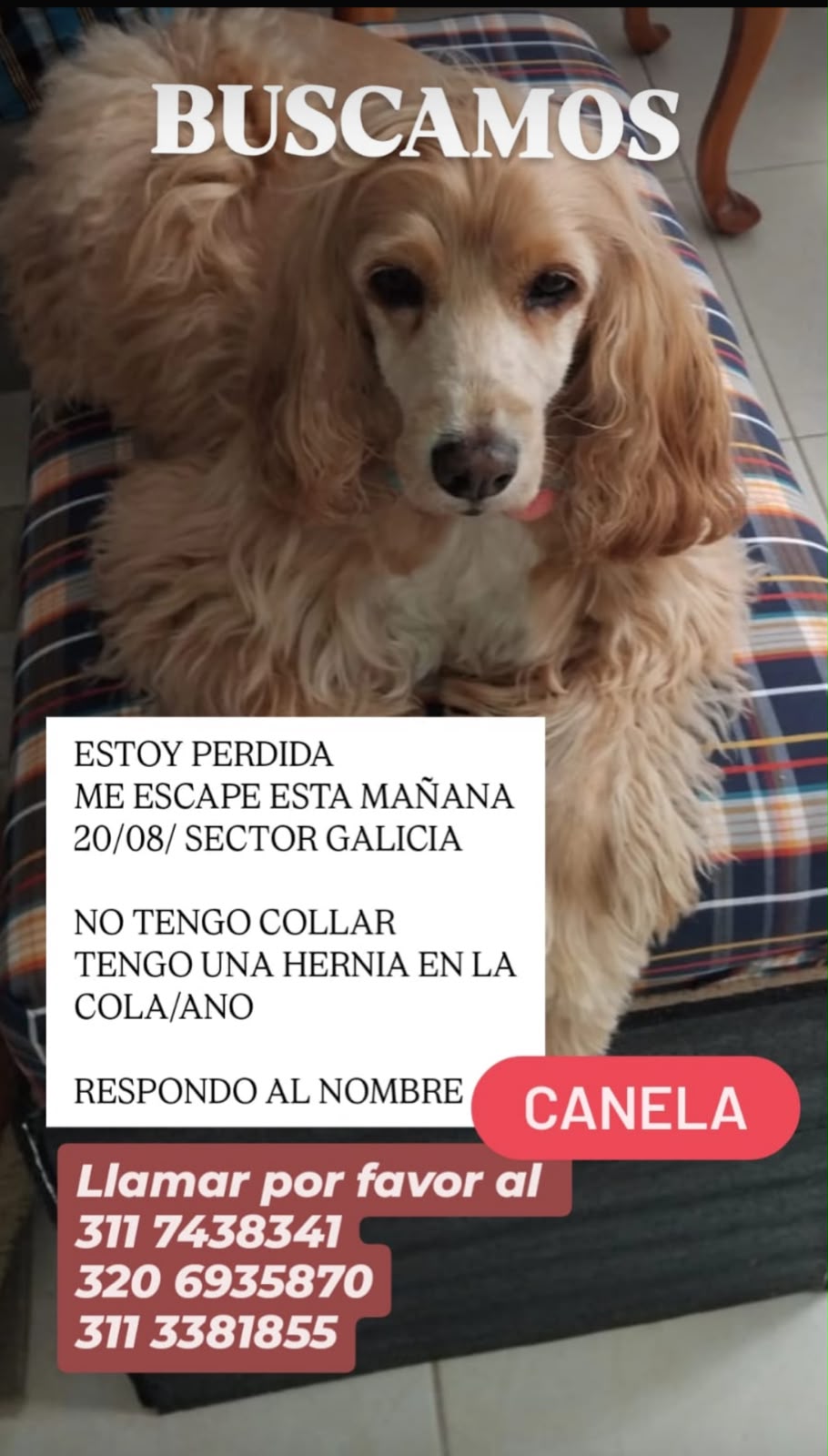 Mascota desaparecida CANELA