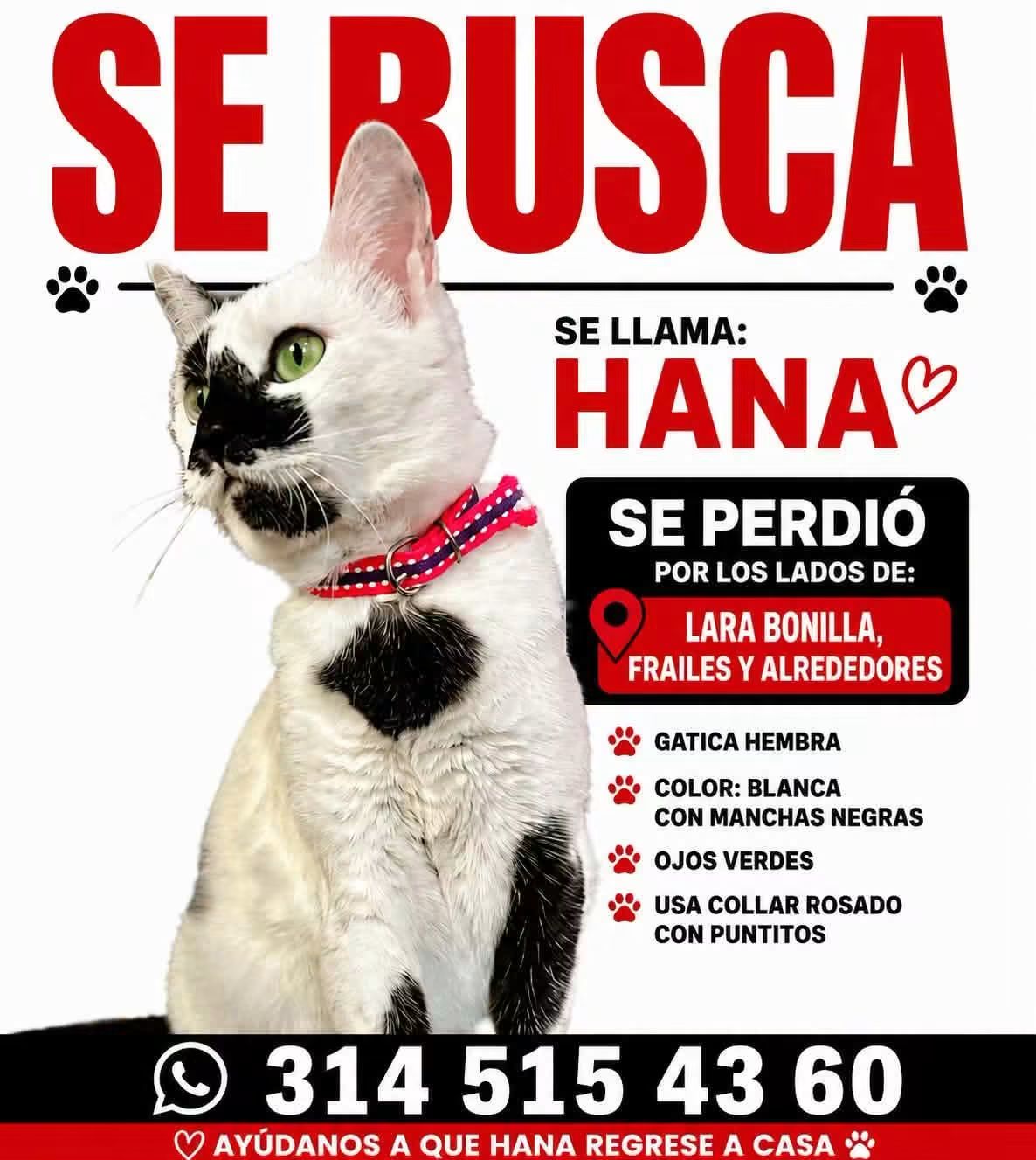 Gata Desaparecida "HANA"