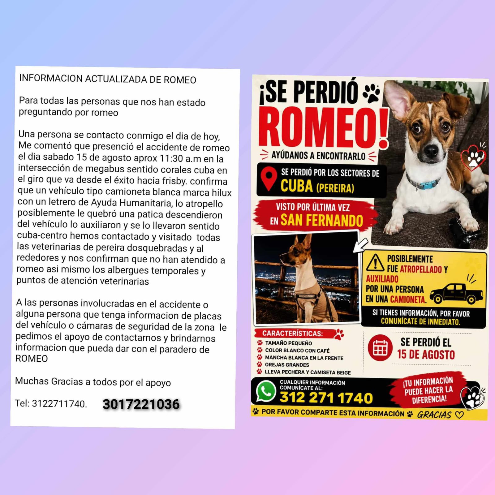 Perro Desaparecido "ROMEO"