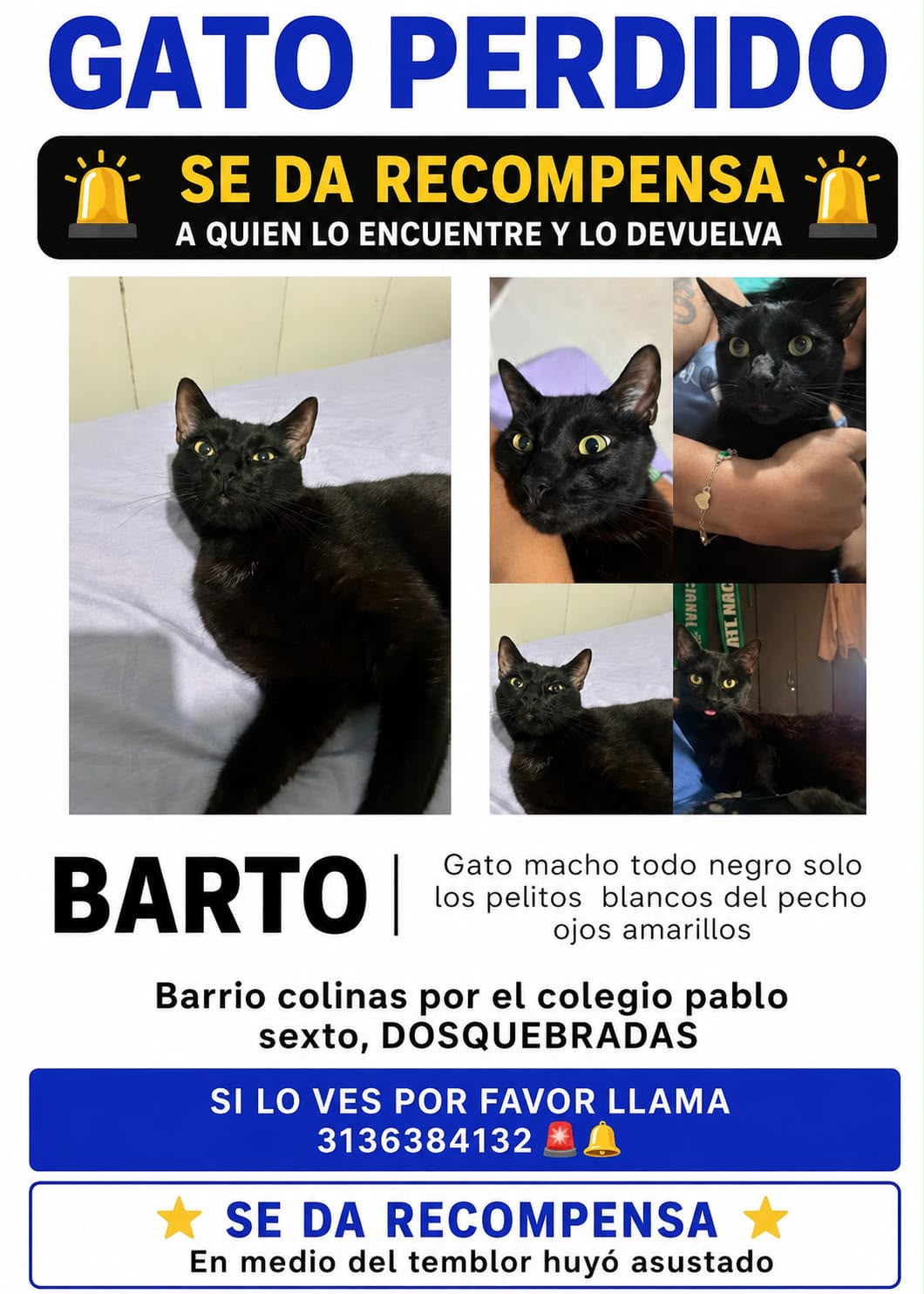 Gato Desaparecido! "BARTO"