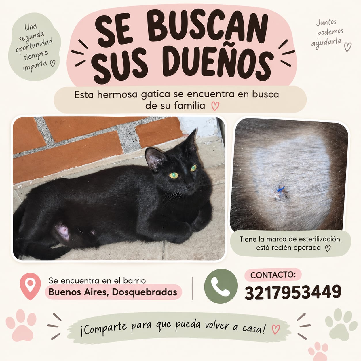 Se buscan sus dueños! Gata con marca de esterilización