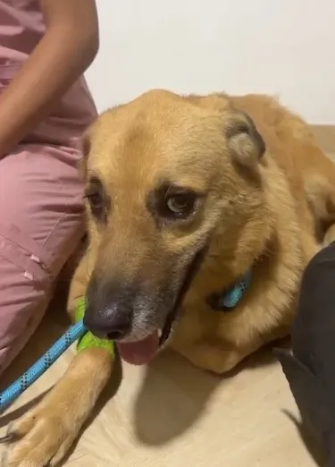 Apoyo a perro abandonado