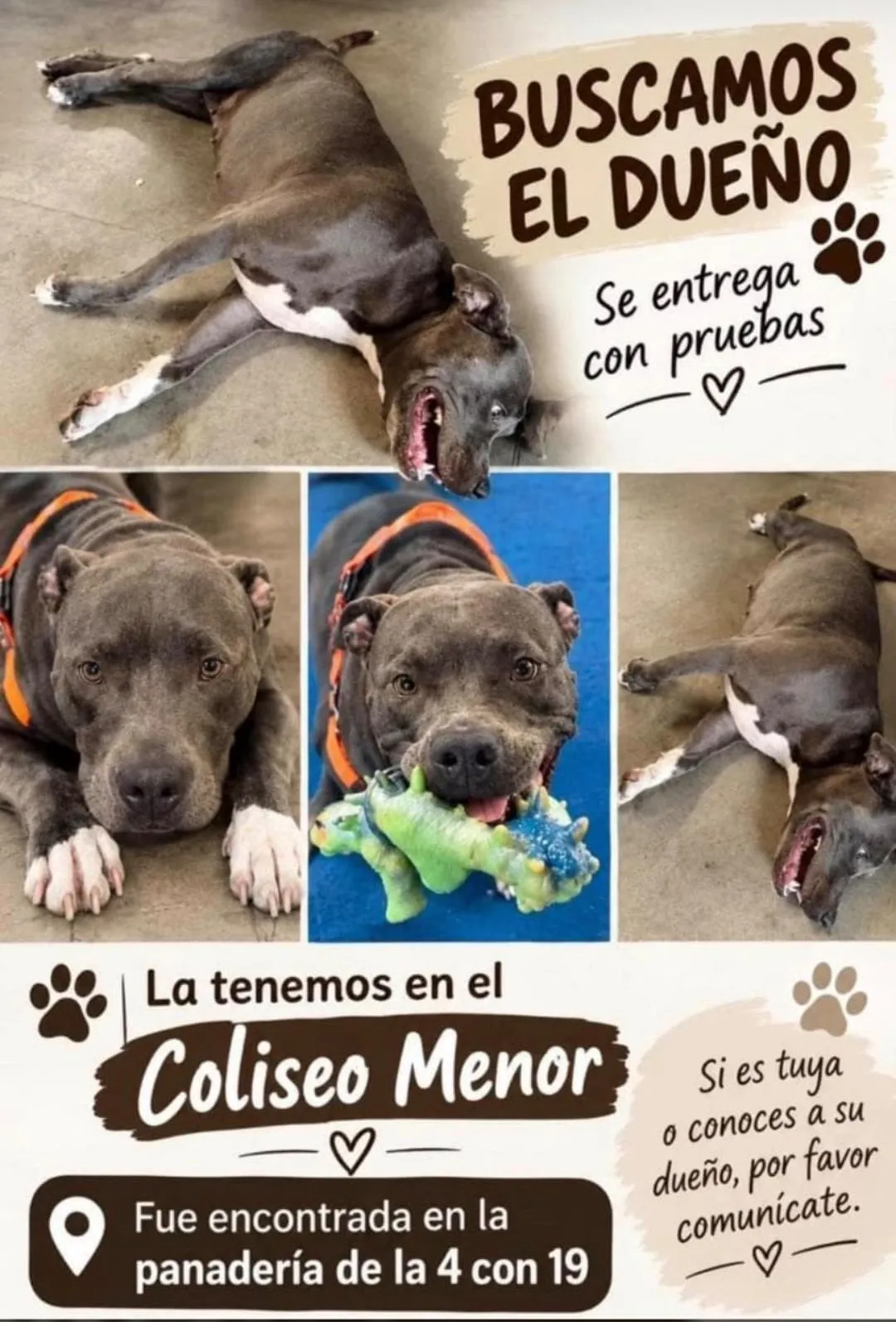 Apoyo a perrita perdida