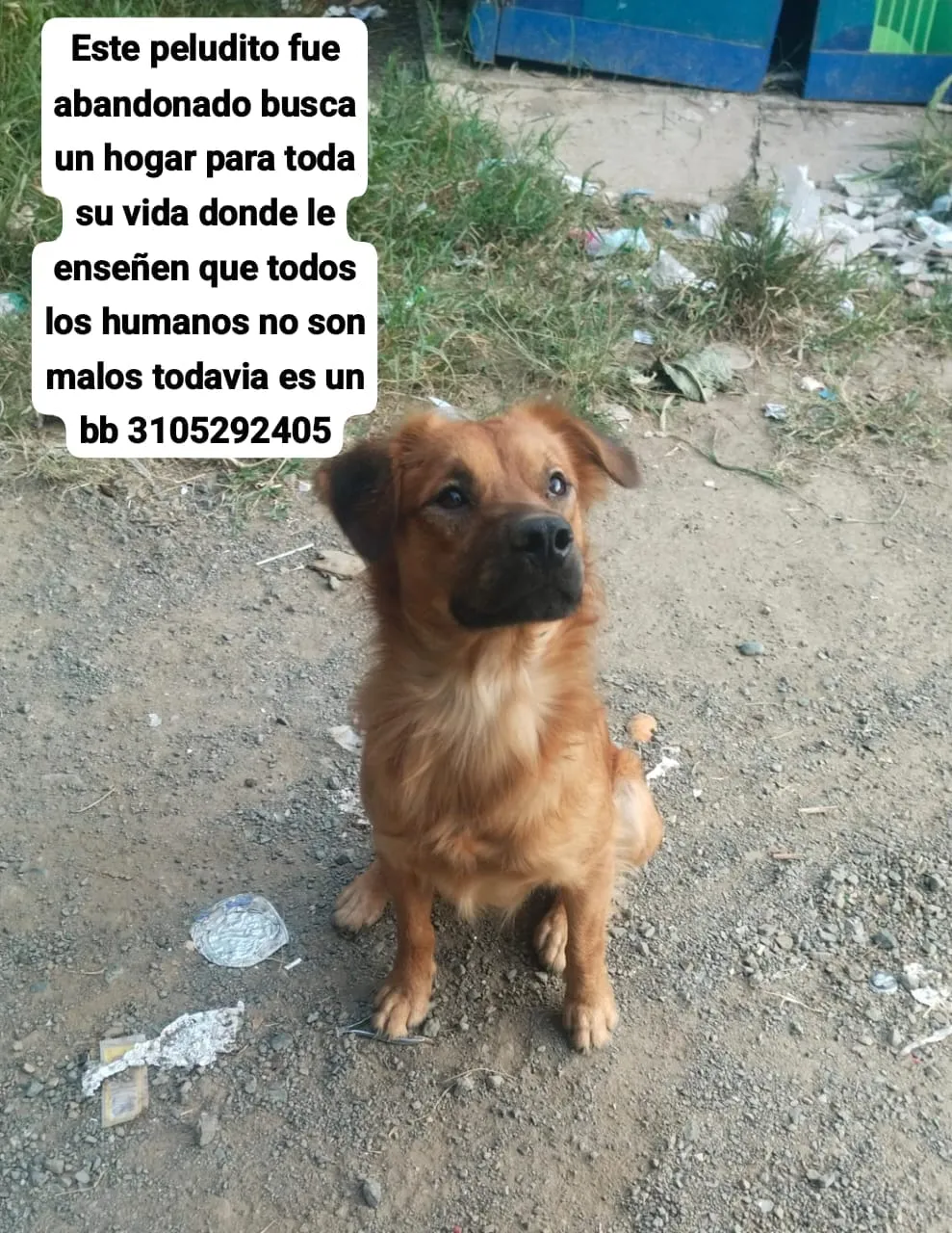 Perro abandonado