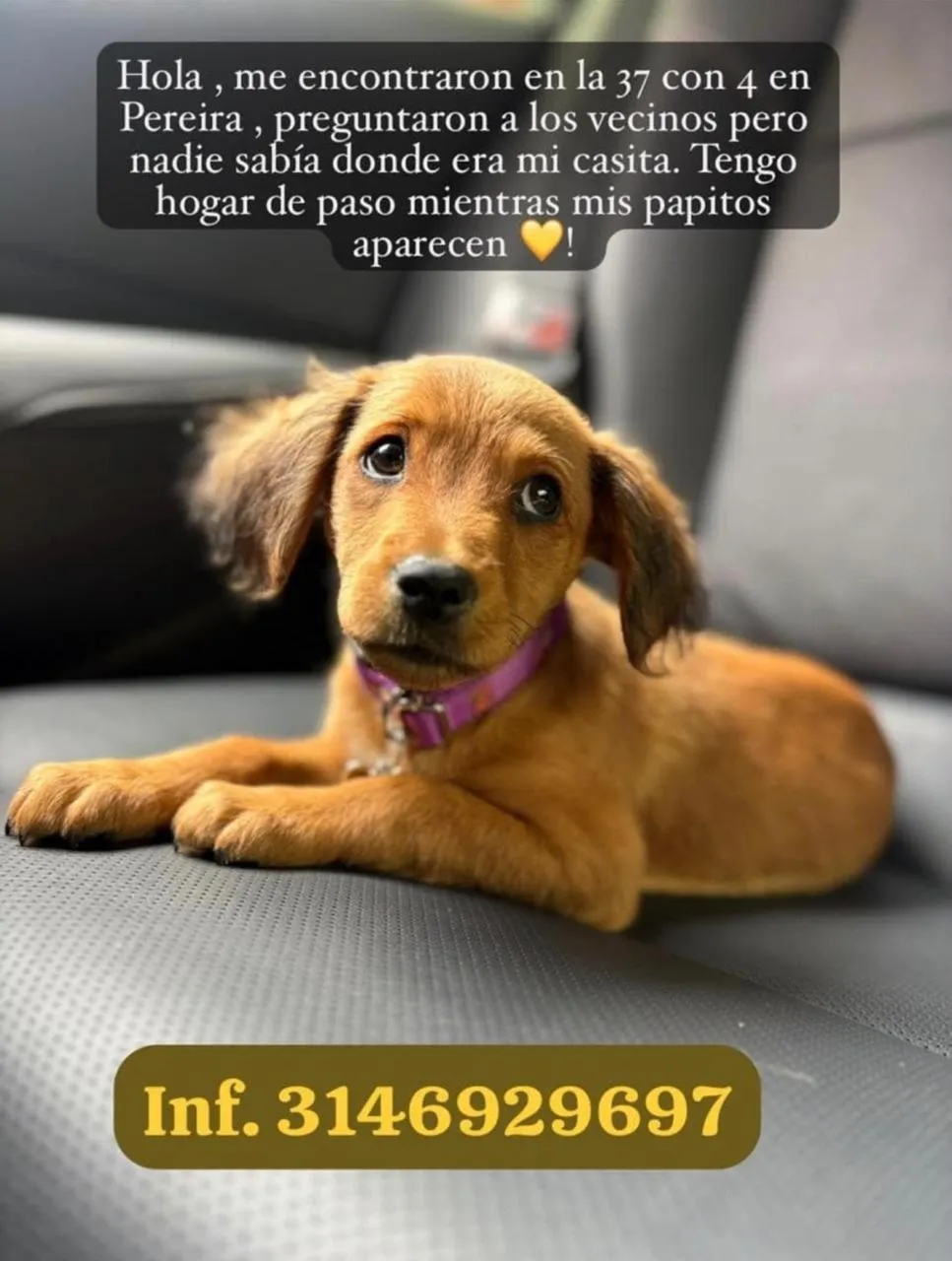 Cachorro encontrado
