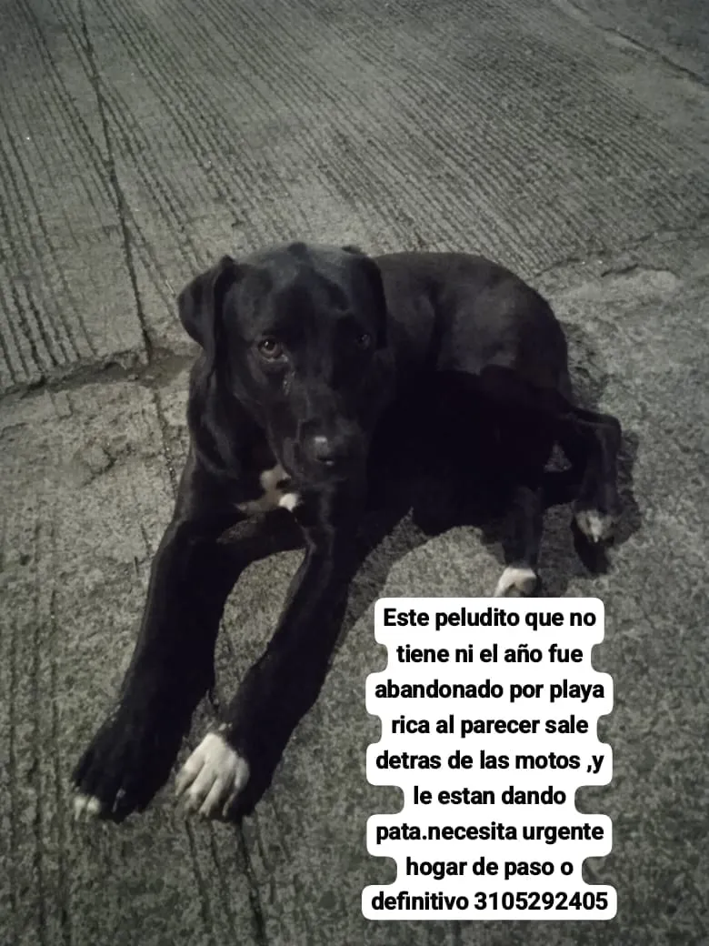 Perro abandonado